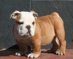 cachorros de raza bulldog ingles para la venta del criadero Nutibara Bulldogs


            


            